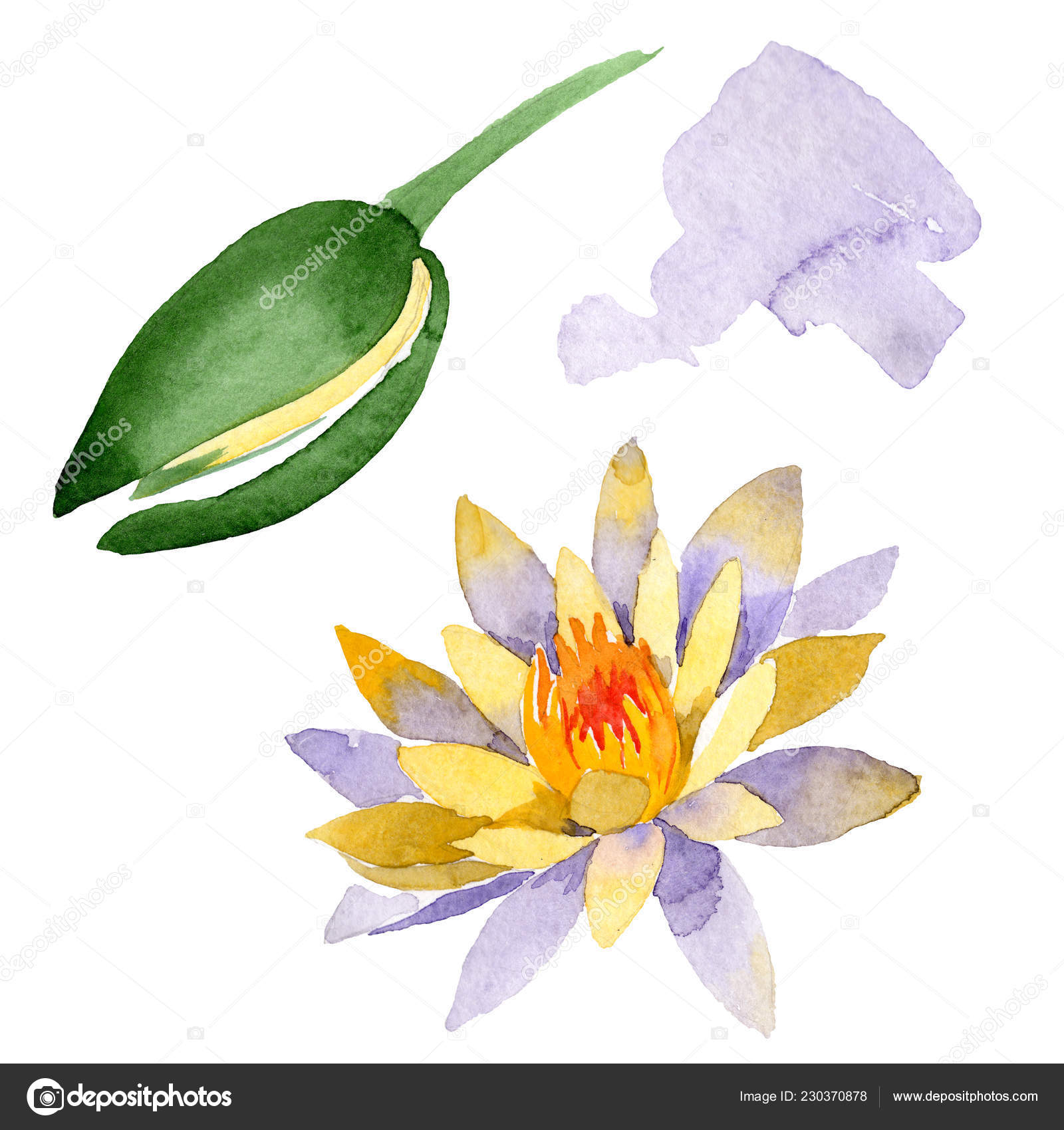 黄色の蓮の花は 白で隔離 水彩画背景イラスト 水彩ファッション Aquarelle 分離蓮花図要素を描画 無料のストック写真 C Andreyanush