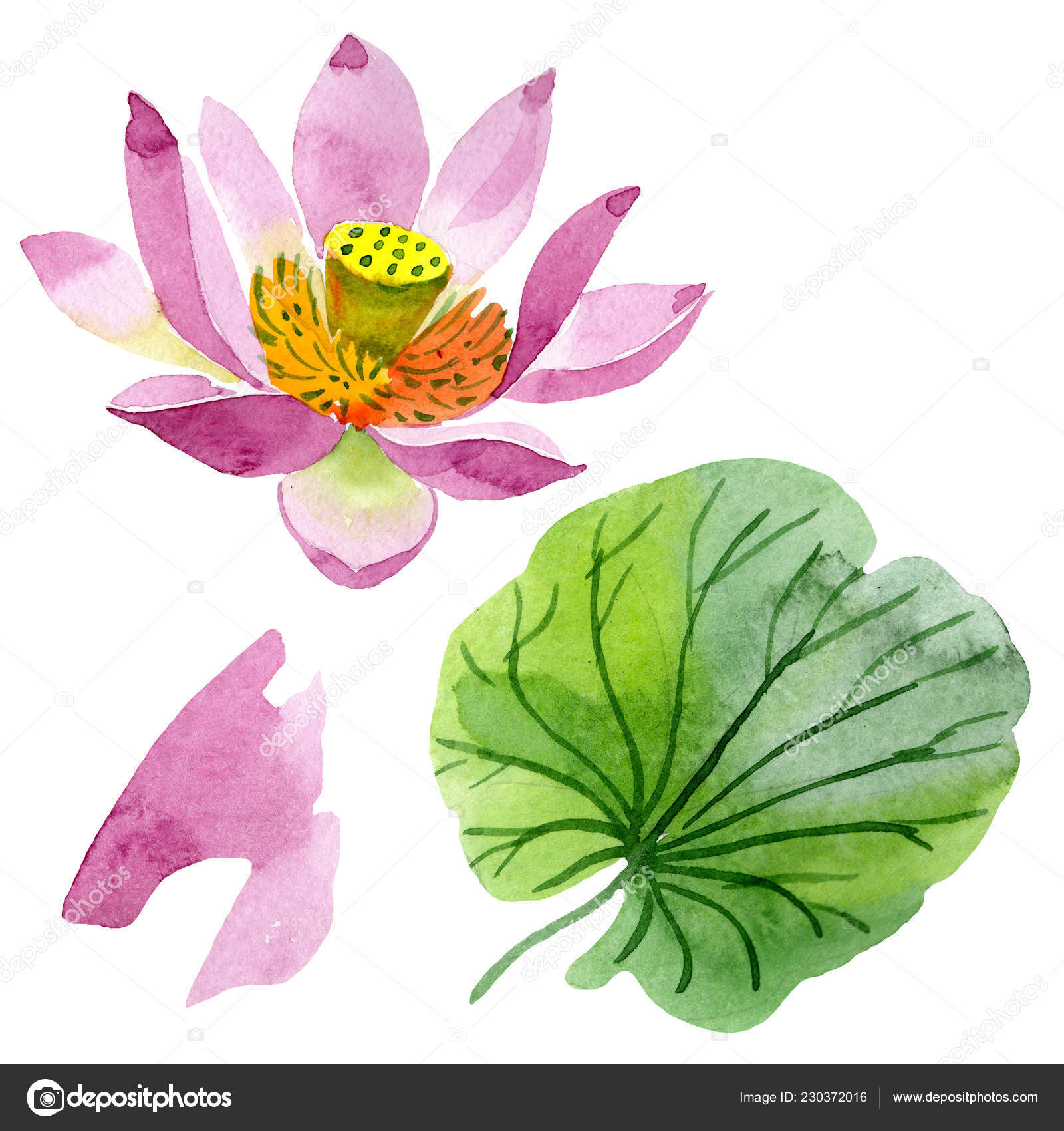 Fleur Lotus Pourpre Belle Isolé Sur Blanc Illustration Fond