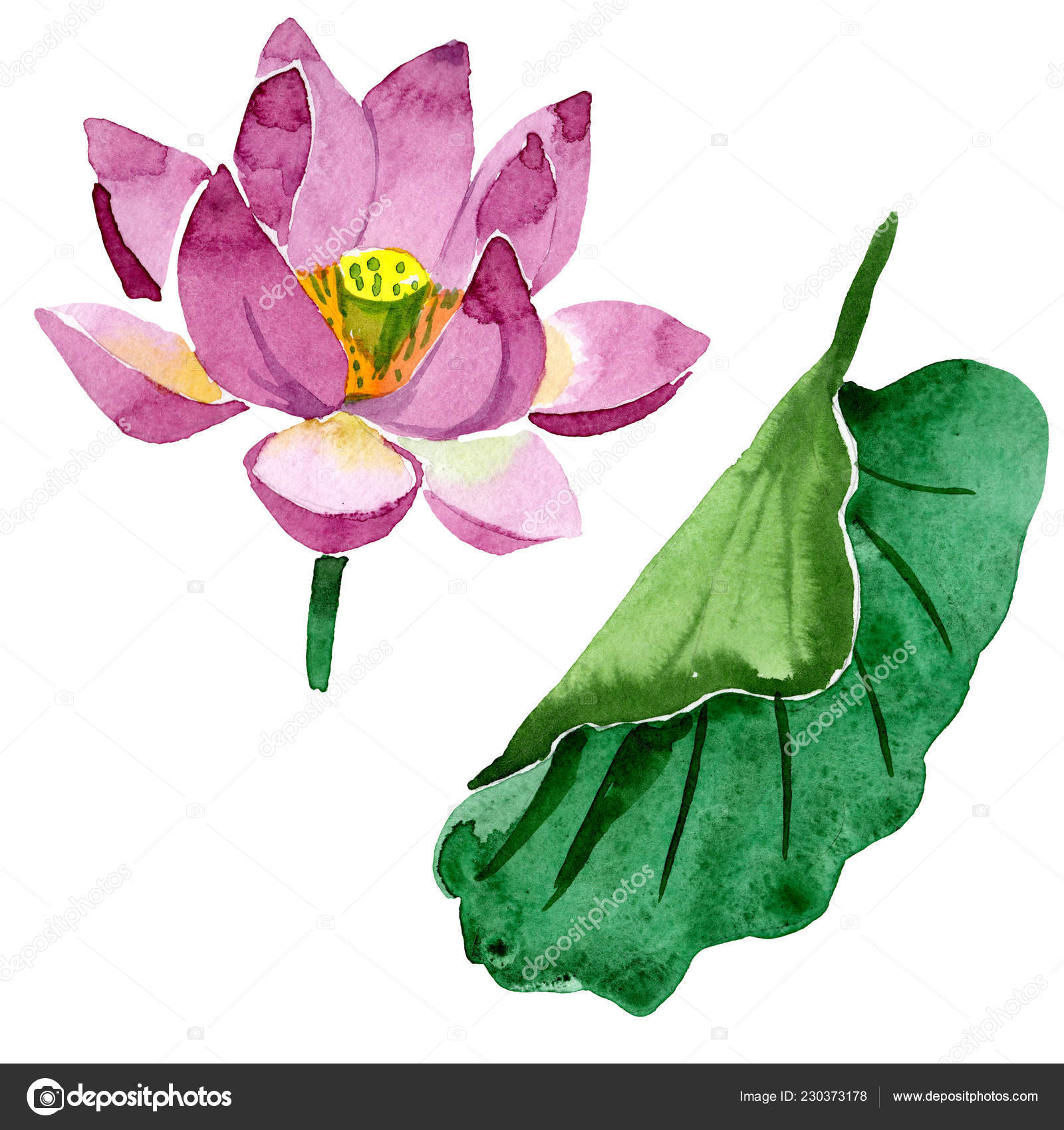 Hermosa Flor Loto Púrpura Aislada Blanco Ilustración Fondo Acuarela Acuarela - Foto de stock gratis © AndreYanush #230373178 Hermosa Flor Loto Púrpura Aislada Blanco Ilustración Fondo Acuarela Acuarela - Foto de stock gratis © AndreYanush #230373178