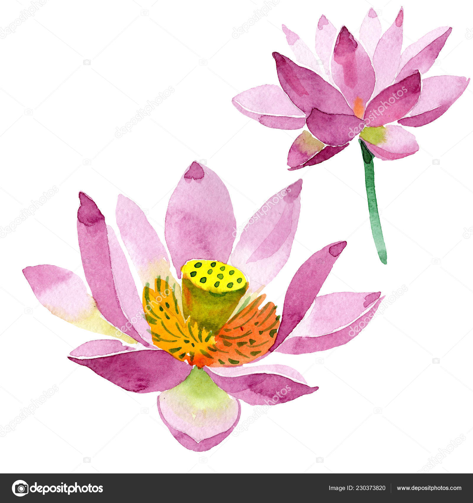 Stockfotos Lila Lotus Bilder Stockfotografie Lila Lotus Lizenzfreie Fotos Depositphotos
