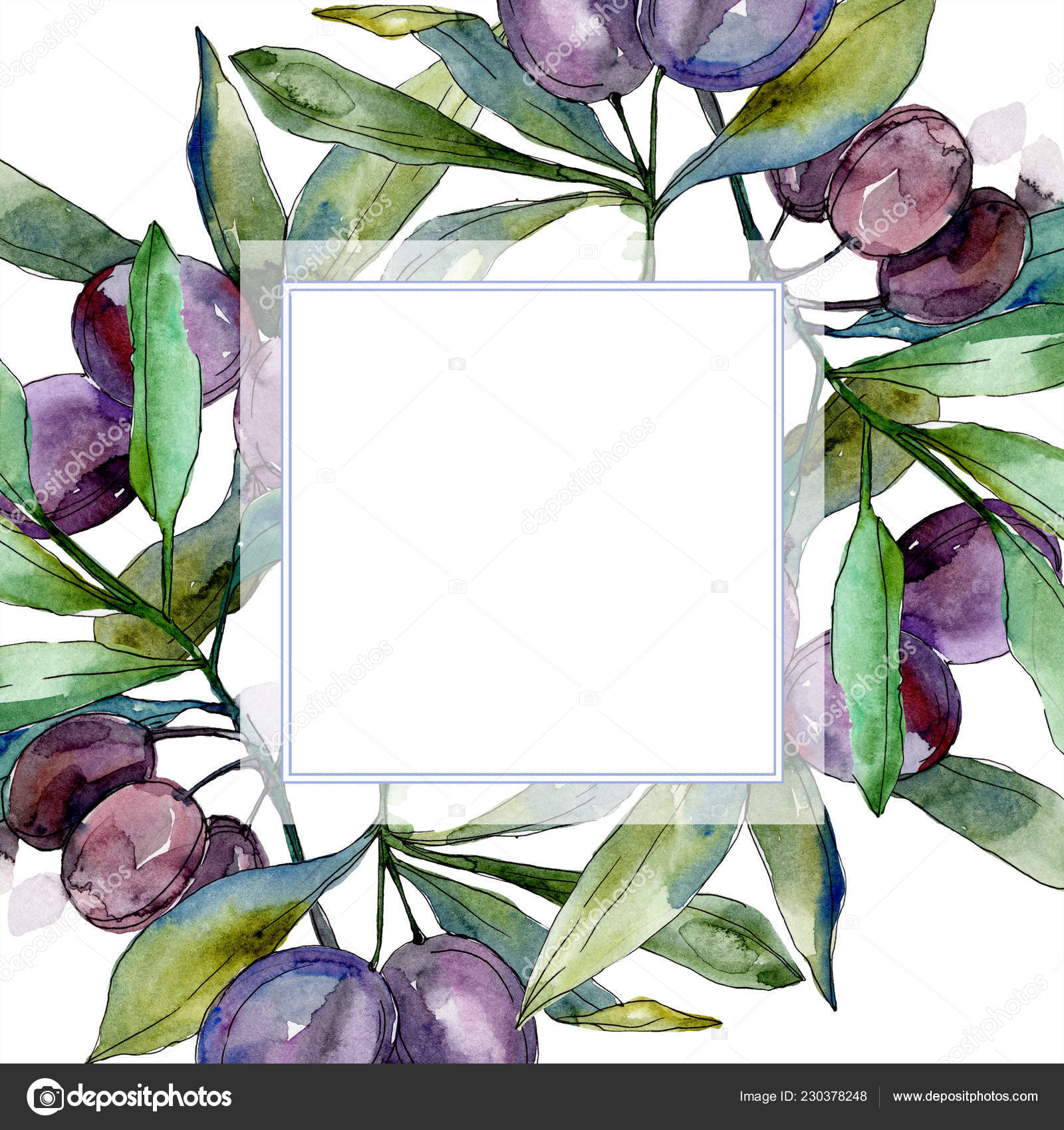 緑の葉 枝に黒オリーブ 植物園の花紅葉 白い背景の水彩画のイラスト 正方形のフレーム 無料のストック写真 C Andreyanush