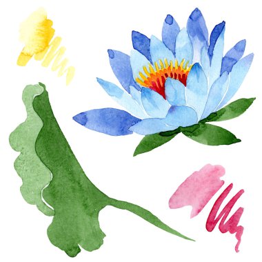 Güzel mavi lotus çiçeği beyaz izole. Suluboya arka plan illüstrasyon. Moda aquarelle izole lotus illüstrasyon öğe çizim suluboya.