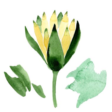 Beyaz izole sarı lotus çiçeği. Suluboya arka plan illüstrasyon. Moda aquarelle izole lotus illüstrasyon öğe çizim suluboya