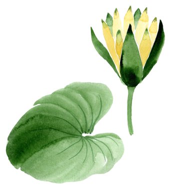 Beyaz izole sarı lotus çiçeği. Suluboya arka plan illüstrasyon. Moda aquarelle izole lotus illüstrasyon öğe çizim suluboya