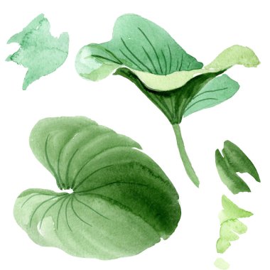 Güzel yeşil lotus yaprakları üzerinde beyaz izole. Suluboya arka plan illüstrasyon. Suluboya çizim moda aquarelle izole lotus illüstrasyon öğe bırakır