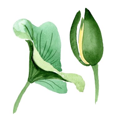Beyaz izole sarı lotus çiçeği. Suluboya arka plan illüstrasyon. Moda aquarelle izole lotus illüstrasyon öğe çizim suluboya