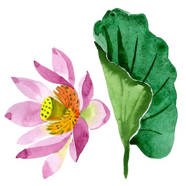Güzel mor lotus çiçeği beyaz izole. Suluboya arka plan illüstrasyon. Moda aquarelle izole lotus çiçek çizim öğesi çizim suluboya