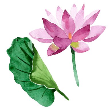 Güzel mor lotus çiçeği beyaz izole. Suluboya arka plan illüstrasyon. Moda aquarelle izole lotus çiçek çizim öğesi çizim suluboya