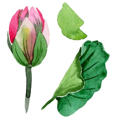 Güzel mor lotus çiçeği beyaz izole. Suluboya arka plan illüstrasyon. Moda aquarelle izole lotus çiçek çizim öğesi çizim suluboya