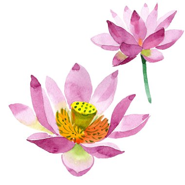 Güzel mor lotus çiçekleri beyaz izole. Suluboya arka plan illüstrasyon. Moda aquarelle izole lotus çiçekleri illüstrasyon öğe çizim suluboya
