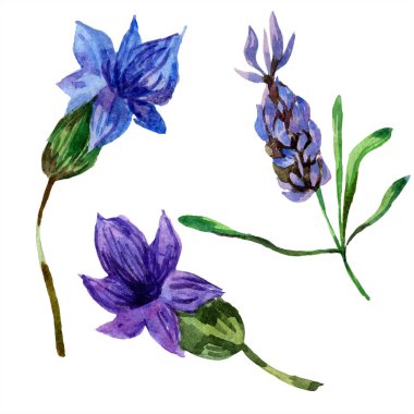 Beyaz izole güzel mor lavanta çiçekleri. Suluboya arka plan illüstrasyon. Moda aquarelle izole lavantalar illüstrasyon öğe çizim suluboya.