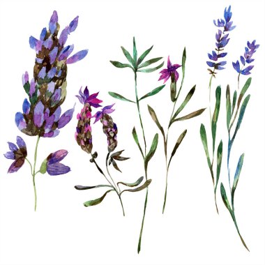 Beyaz izole güzel mor lavanta çiçekleri. Suluboya arka plan illüstrasyon. Moda aquarelle izole lavantalar illüstrasyon öğe çizim suluboya.
