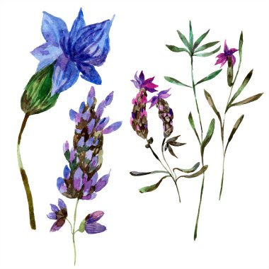 Beyaz izole güzel mor lavanta çiçekleri. Suluboya arka plan illüstrasyon. Moda aquarelle izole lavantalar illüstrasyon öğe çizim suluboya.