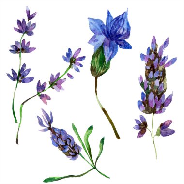 Beyaz izole güzel mor lavanta çiçekleri. Suluboya arka plan illüstrasyon. Moda aquarelle izole lavantalar illüstrasyon öğe çizim suluboya.