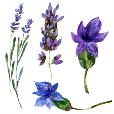 Beyaz izole güzel mor lavanta çiçekleri. Suluboya arka plan illüstrasyon. Moda aquarelle izole lavantalar illüstrasyon öğe çizim suluboya.