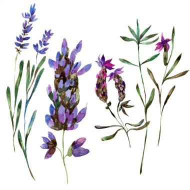 Beyaz izole güzel mor lavanta çiçekleri. Suluboya arka plan illüstrasyon. Moda aquarelle izole lavantalar illüstrasyon öğe çizim suluboya.