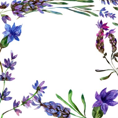 Beyaz izole güzel mor lavanta çiçekleri. Suluboya arka plan illüstrasyon. Suluboya çizim moda aquarelle. Çerçeve kenarlığı süsleme.