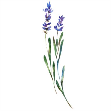 Beyaz izole güzel mor lavanta çiçekleri. Suluboya arka plan illüstrasyon. Moda aquarelle izole lavantalar illüstrasyon öğe çizim suluboya.