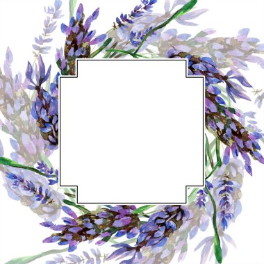 Beyaz izole güzel mor lavanta çiçekleri. Suluboya arka plan illüstrasyon. Suluboya çizim moda aquarelle. Çerçeve kenarlığı süsleme.