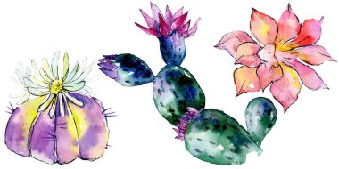 Güzel yeşil kaktüsler üzerinde beyaz izole. Suluboya arka plan illüstrasyon. Moda aquarelle çizim suluboya kaktüsler resimde unsurlar izole.