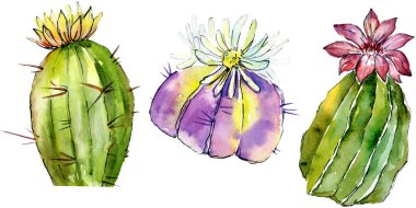 Güzel yeşil kaktüsler üzerinde beyaz izole. Suluboya arka plan illüstrasyon. Moda aquarelle çizim suluboya kaktüsler resimde unsurlar izole.