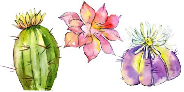 Güzel yeşil kaktüsler üzerinde beyaz izole. Suluboya arka plan illüstrasyon. Moda aquarelle çizim suluboya kaktüsler resimde unsurlar izole.