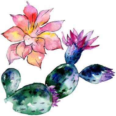 Güzel yeşil kaktüsler üzerinde beyaz izole. Suluboya arka plan illüstrasyon. Moda aquarelle çizim suluboya kaktüsler resimde unsurlar izole.