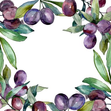 Zeytin dalları yeşil yaprakları ile üzerinde. Botanik Bahçe çiçek yaprakları. Beyaz zemin üzerine suluboya resim. Yuvarlak çerçeve.
