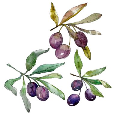 Zeytin dalları yeşil yaprakları ile üzerinde. Botanik Bahçe çiçek yaprakları. Suluboya arka plan illüstrasyon. Beyaz arka plan üzerinde izole moda aquarelle çizim suluboya.