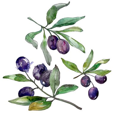 Zeytin dalları yeşil yaprakları ile üzerinde. Botanik Bahçe çiçek yaprakları. Suluboya arka plan illüstrasyon. Beyaz arka plan üzerinde izole moda aquarelle çizim suluboya.