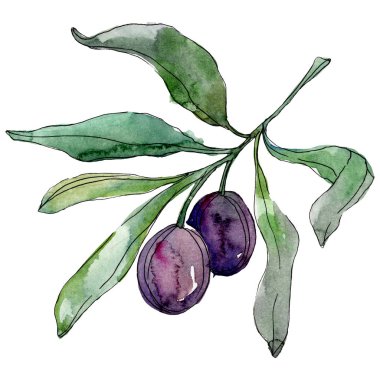 Zeytin dalı yeşil yaprakları ile. Botanik Bahçe çiçek yaprakları. Suluboya arka plan illüstrasyon. Beyaz arka plan üzerinde izole moda aquarelle çizim suluboya.