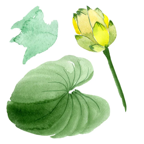 Yellow Lotus Flower Isolated White Watercolor Background Illustration Watercolour Drawing — Free Stock Photo