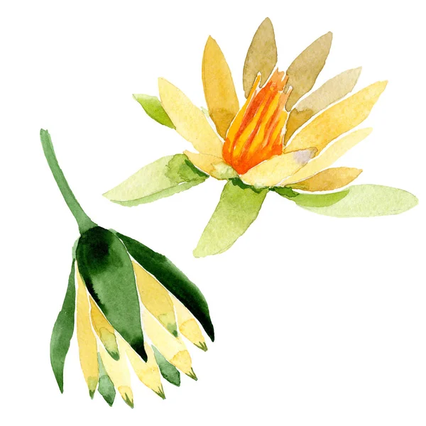 Yellow Lotus Flowers Isolated White Watercolor Background Illustration Watercolour Drawing — Free Stock Photo