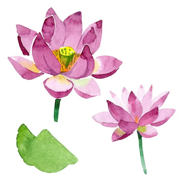 Beautiful Purple Lotus Flowers Isolated White Watercolor Background Illustration Watercolour — Stock Photo, Image