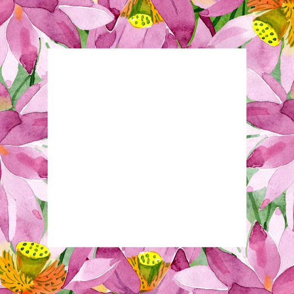 Hermosas Flores Loto Púrpura Aisladas Blanco Ilustración Fondo Acuarela Acuarela — Foto de stock gratis