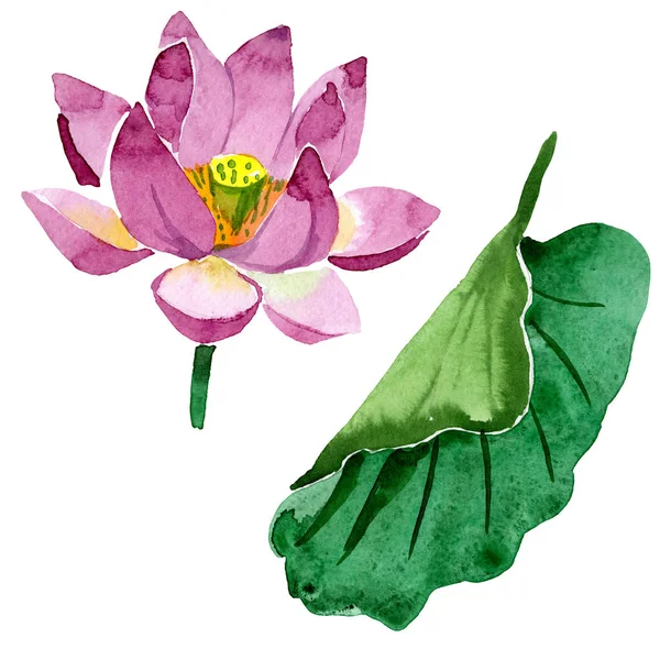 Beautiful Purple Lotus Flower Isolated White Watercolor Background Illustration Watercolour — Free Stock Photo