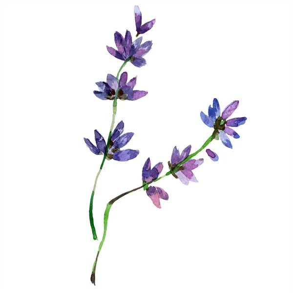 Hermosas Flores Lavanda Púrpura Aisladas Blanco Ilustración Fondo Acuarela Dibujo — Foto de Stock