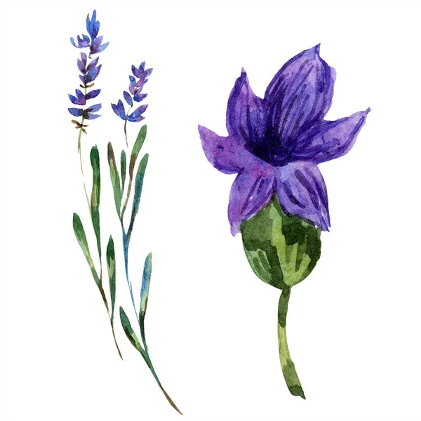 Smukke Lilla Lavendel Blomster Isoleret Hvid Akvarel Baggrund Illustration Akvarel - Stock-foto