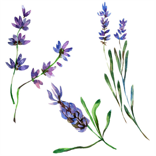 Beautiful purple lavender flowers isolated on white. Watercolor background illustration. Watercolour drawing fashion aquarelle isolated lavenders illustration element.