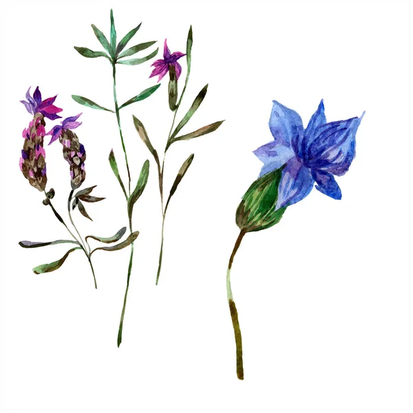 Mooie Paarse Lavendel Bloemen Geïsoleerd Wit Aquarel Achtergrond Illustratie Aquarel — Stockfoto