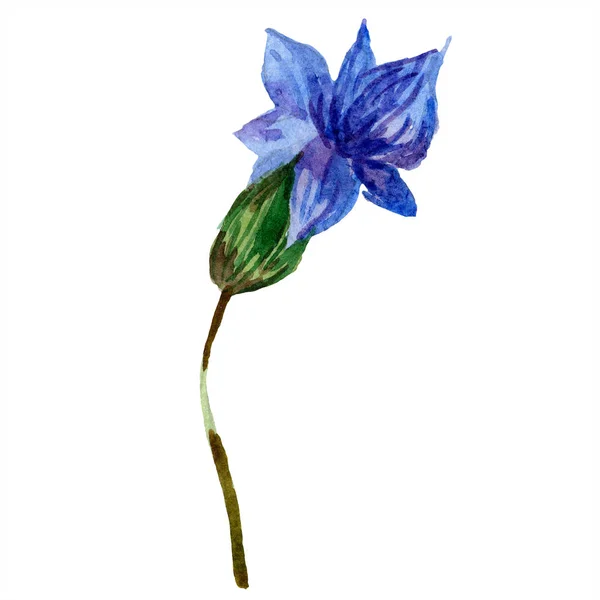 Frumoasă Floare Lavandă Violet Izolată Alb Ilustrație Fundal Acuarelă Acuarelă — Fotografie de stoc gratuită