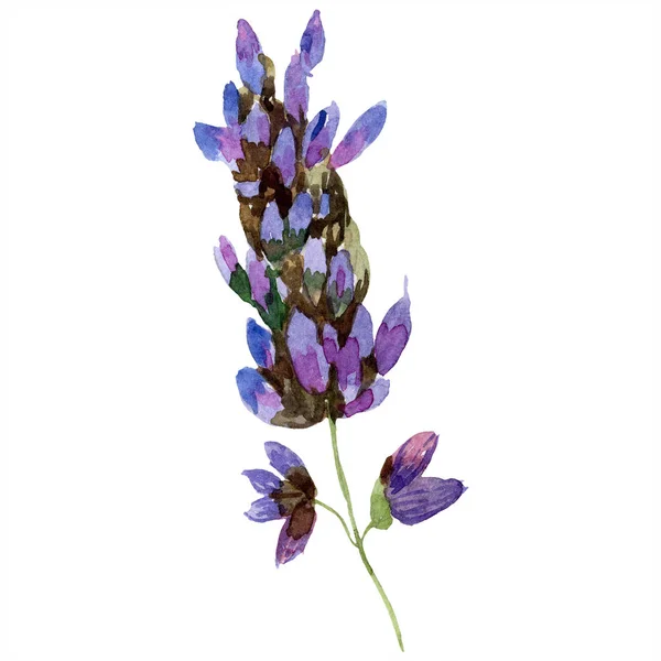 美丽的紫色薰衣草花隔离在白色 水彩背景插图 水彩画时尚孤立薰衣草插画元素 — 免费的图库照片