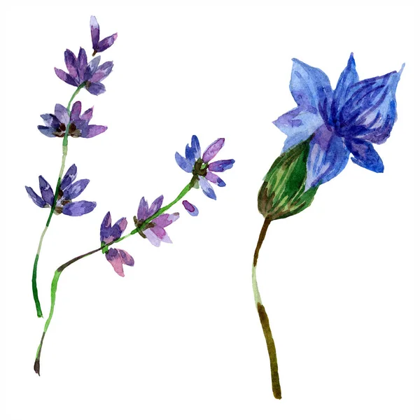 Lindas Flores Lavanda Roxa Isoladas Branco Ilustração Fundo Aquarela Desenho — Fotos gratuitas