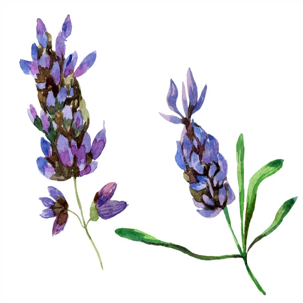Mooie Paarse Lavendel Bloemen Geïsoleerd Wit Aquarel Achtergrond Illustratie Aquarel — Stockfoto