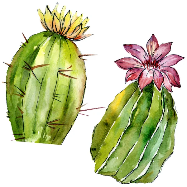 Hermosos Cactus Verdes Aislados Blanco Ilustración Fondo Acuarela Dibujo Acuarela — Foto de stock gratis