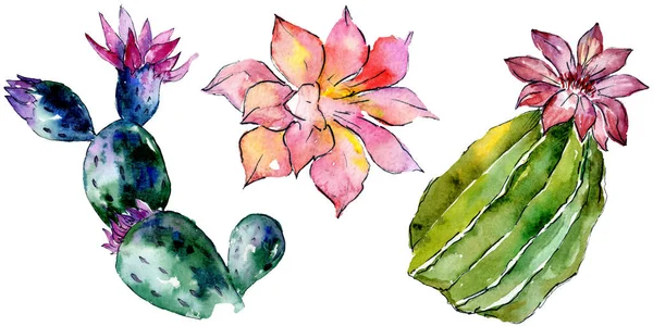 Beaux Cactus Verts Isolés Sur Blanc Illustration Fond Aquarelle Aquarelle — Photo gratuite