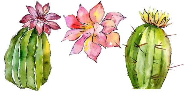 Hermosos Cactus Verdes Aislados Blanco Ilustración Fondo Acuarela Dibujo Acuarela — Foto de Stock