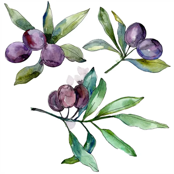 Oliven Auf Zweigen Mit Grünen Blättern Botanischer Garten Blühendes Laub — kostenloses Stockfoto