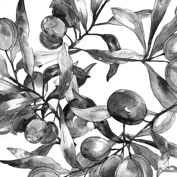 Black Olives Branches Leaves Botanical Garden Floral Foliage Watercolor Background — Free Stock Photo