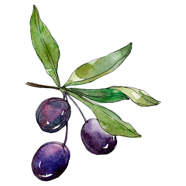 Olives on branch with green leaves. Botanical garden floral foliage. Watercolor background illustration. Watercolour drawing fashion aquarelle isolated on white background.